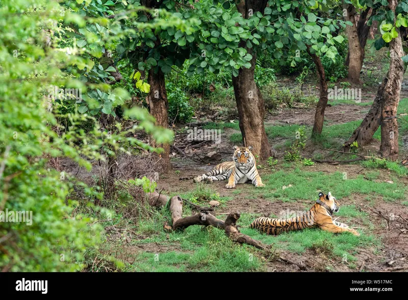 Image Sariska National Park - Tiger Reserve image beautiful image beautiful - Sariska tiger reserve and national park hi-res stock photography ...