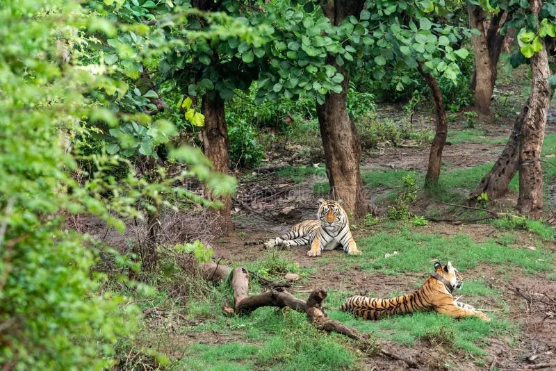 Image Sariska National Park - Tiger Reserve image beautiful image beautiful - 157 Tiger Tracking Stock Photos - Free & Royalty-Free Stock Photos ...