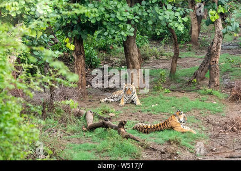 Image Sariska National Park - Tiger Reserve image beautiful image beautiful - Two Radio or tracking collar bengal tigers or a mating pair in ...