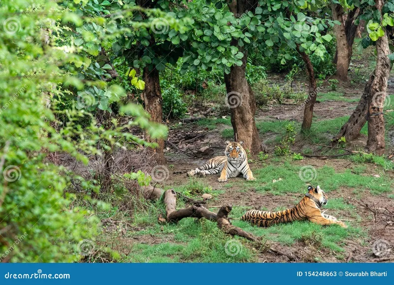 Image Sariska National Park - Tiger Reserve image beautiful image beautiful - Two Radio or Tracking Collar Bengal Tigers or a Mating Pair in ...