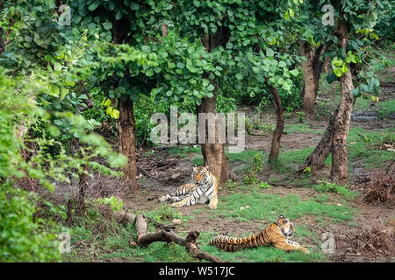 Image Sariska National Park - Tiger Reserve image beautiful image beautiful - Two Radio or tracking collar bengal tigers or a mating pair in ...