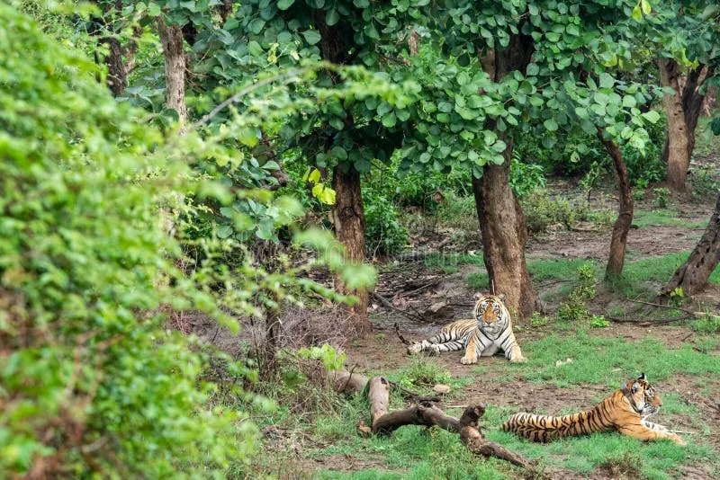 Image Sariska National Park - Tiger Reserve image beautiful image beautiful image beautiful - 5,198 Bengal Tigers Stock Photos - Free & Royalty-Free Stock ...