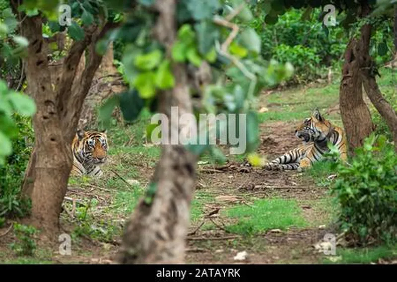 Image Sariska National Park - Tiger Reserve image beautiful image beautiful image beautiful - Two radio collared tigers or a mating pair in beautiful green trees ...