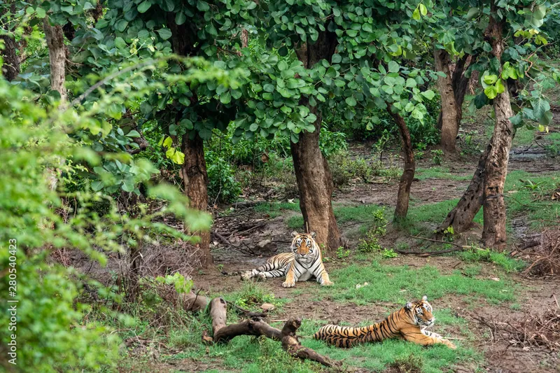 Image Sariska National Park - Tiger Reserve image beautiful image beautiful image beautiful - Two bengal tigers or a mating pair in beautiful green trees and ...