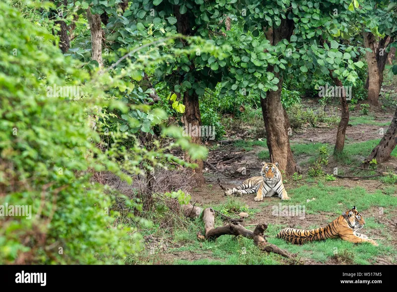 Image Sariska National Park - Tiger Reserve image beautiful image beautiful image beautiful - Sariska tiger reserve and national park hi-res stock photography ...