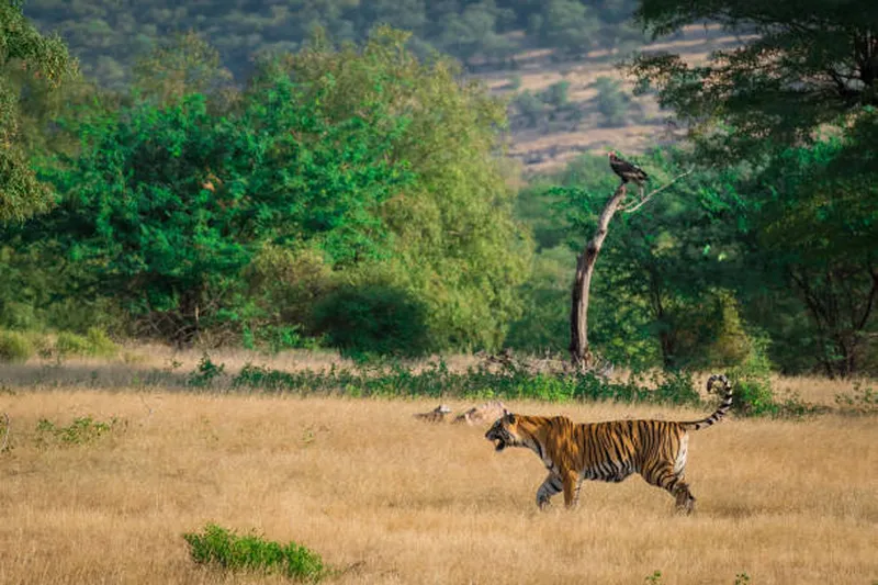 Image Sariska National Park - Tiger Reserve image beautiful image beautiful image beautiful - 90+ Sarcogyps Calvus Stock Photos, Pictures & Royalty-Free Images ...