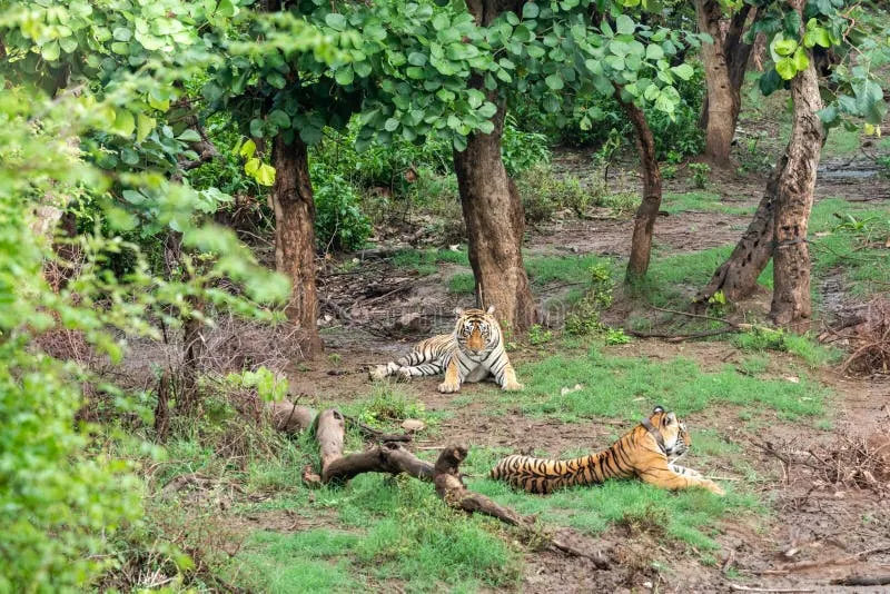 Image Sariska National Park - Tiger Reserve image beautiful image beautiful image beautiful - 1,312,629 Trees Green Background Stock Photos - Free & Royalty ...