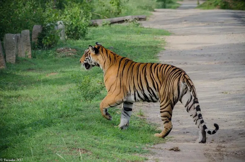 Image Sariska National Park - Tiger Reserve image beautiful image beautiful image beautiful image beautiful - Tiger Reserve Archives - Big Cats India - Customised Tiger Safari ...