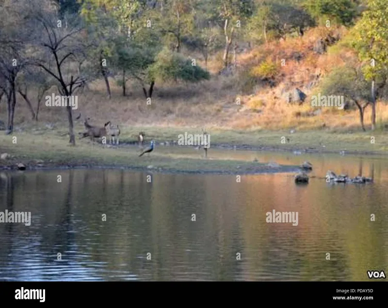 Image Sariska National Park - Tiger Reserve image beautiful image beautiful image beautiful image beautiful - Animals in the Sariska Tiger Reserve Stock Photo - Alamy