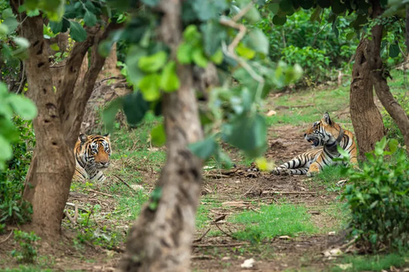 Image Sariska National Park - Tiger Reserve image beautiful image beautiful image beautiful image beautiful - Sariska Tiger Reserve