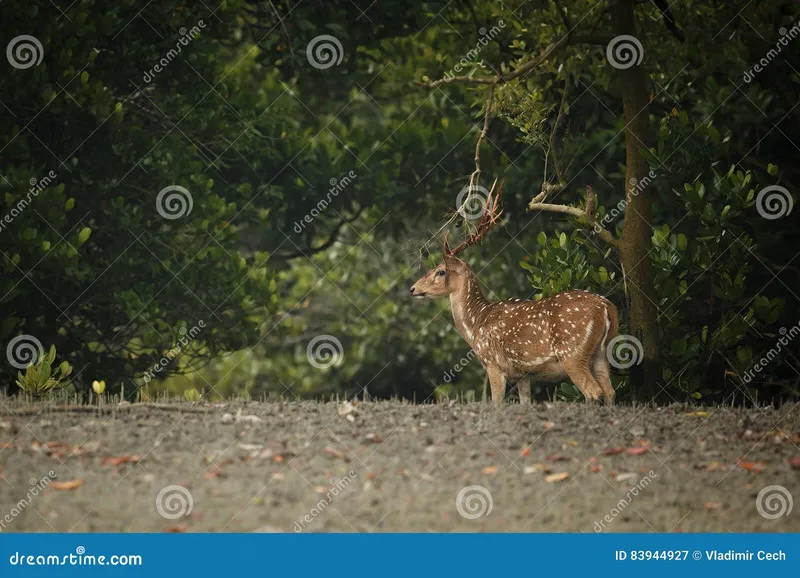 Image Sariska National Park - Tiger Reserve image beautiful image beautiful image beautiful image beautiful - Beautiful Axis Deer from Sundarbans Tiger Reserve in India Stock ...