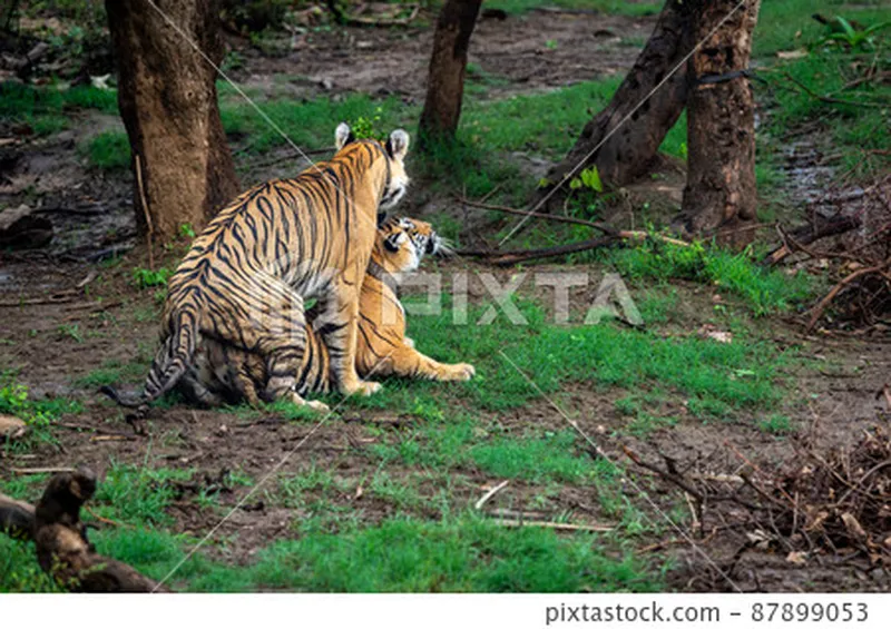 Image Sariska National Park - Tiger Reserve image beautiful image beautiful image beautiful image beautiful image beautiful - Two wild bengal tiger pair making love mating... - Stock Photo ...