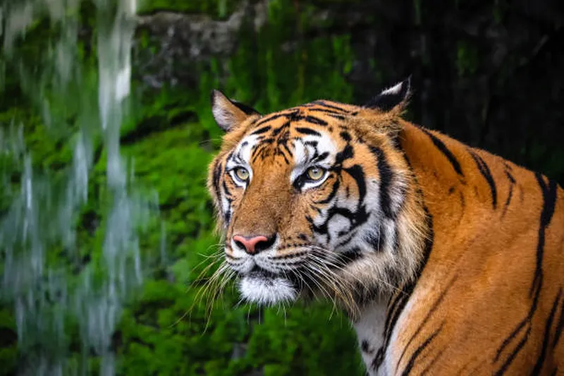 Image Sariska National Park - Tiger Reserve image beautiful image beautiful image beautiful image beautiful image beautiful - 27,000+ Stylized Tiger Animal Stock Photos, Pictures & Royalty ...