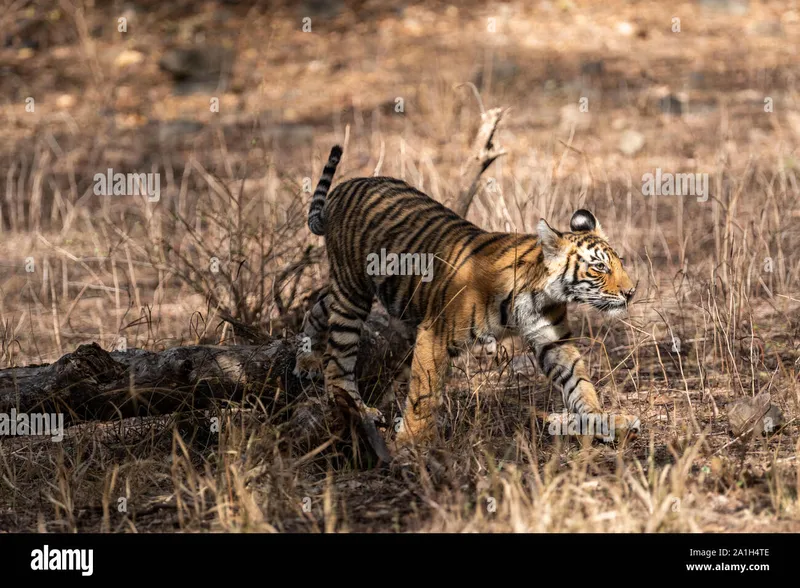 Image Sariska National Park - Tiger Reserve image beautiful image beautiful image beautiful image beautiful image beautiful image beautiful - Ranthambore Bengal Tiger Cub Playing on tree trunk in beautiful ...