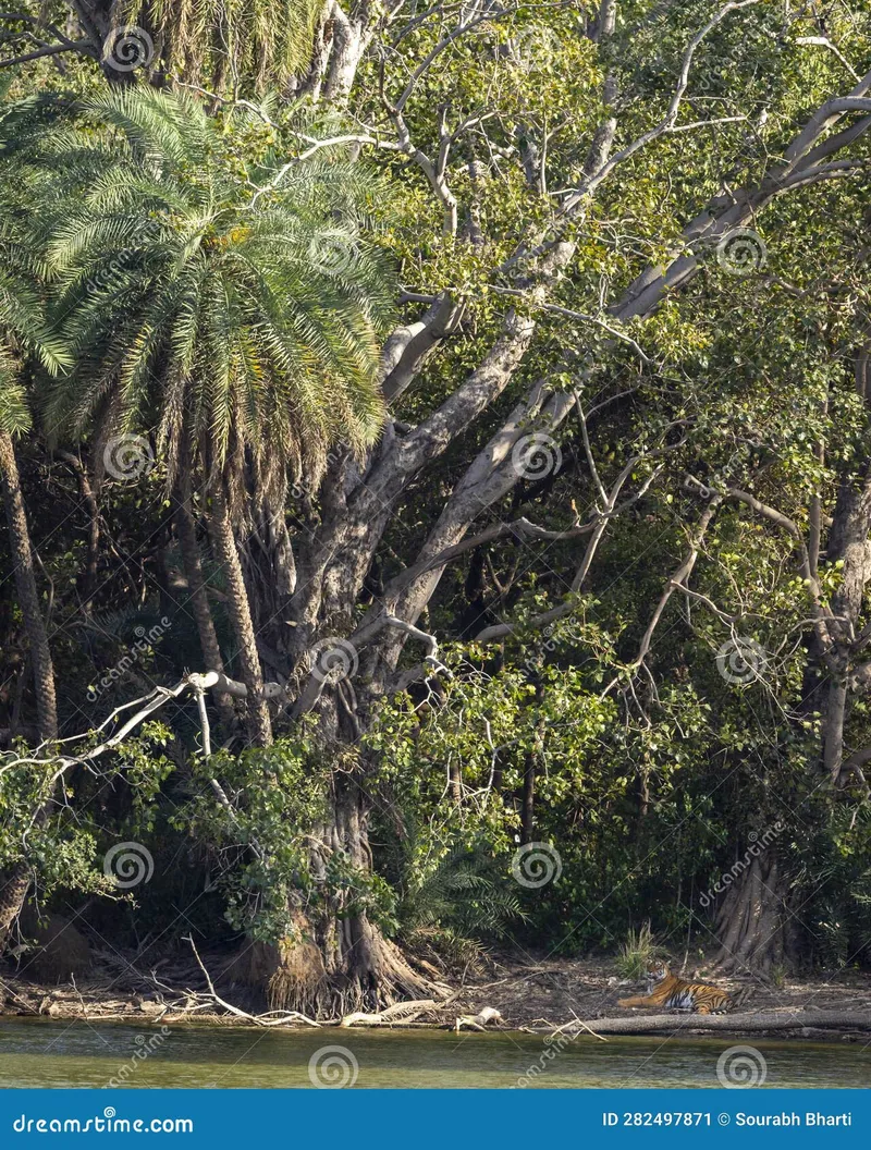 Image Sariska National Park - Tiger Reserve image beautiful image beautiful image beautiful image beautiful image beautiful image beautiful - Wild Female Bengal Tiger or Panthera Tigris Resting Far in Shade ...