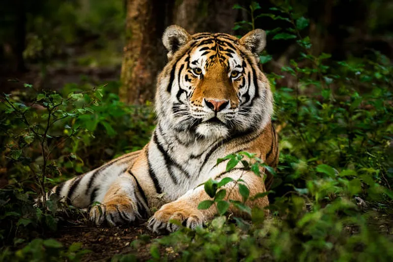 Image Sariska National Park - Tiger Reserve image beautiful image beautiful image beautiful image beautiful image beautiful image beautiful image beautiful - 18,300+ White Bengal Tiger Habitat Pictures Stock Photos, Pictures ...