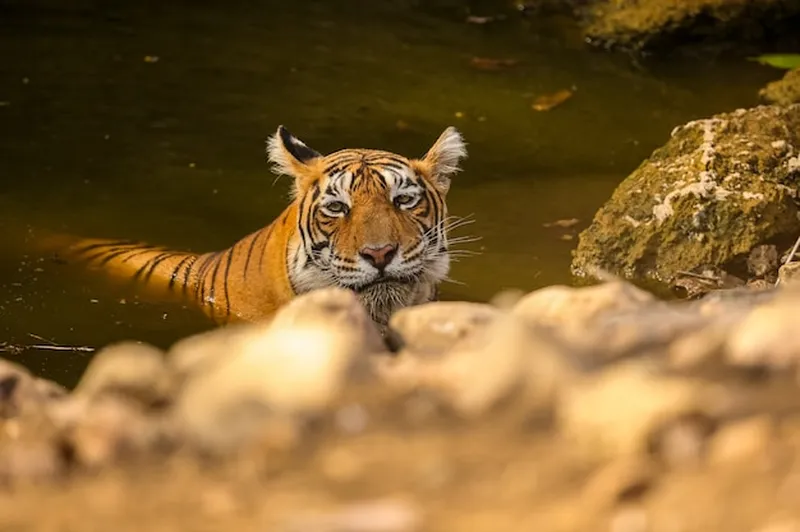 Image Sariska National Park - Tiger Reserve image beautiful image beautiful image beautiful image beautiful image beautiful image beautiful image beautiful - Free Photo | Amazing tiger in the nature habitat. Tiger pose ...