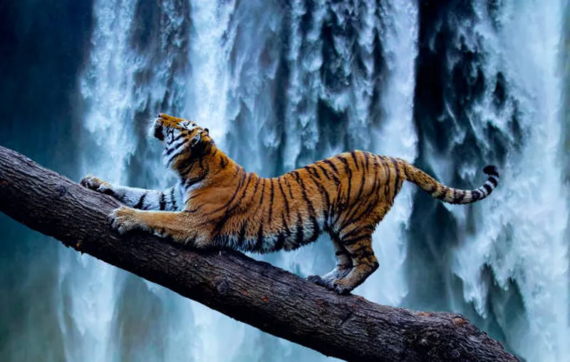 Image Sariska National Park - Tiger Reserve image beautiful image beautiful image beautiful image beautiful image beautiful image beautiful image beautiful - 16,700+ Tiger India Stock Photos, Pictures & Royalty-Free Images ...