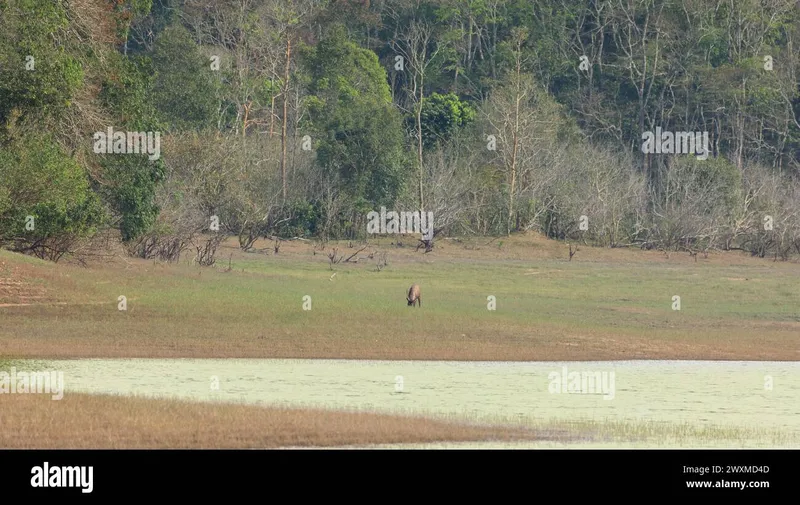 Image Sariska National Park - Tiger Reserve image beautiful image beautiful image beautiful image beautiful image beautiful image beautiful image beautiful image beautiful - Deer tiger hi-res stock photography and images - Page 3 - Alamy