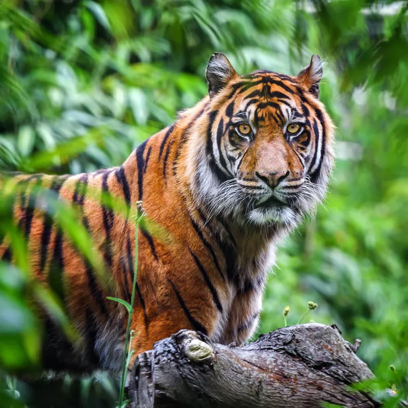 Image Sariska National Park - Tiger Reserve image beautiful image beautiful image beautiful image beautiful image beautiful image beautiful image beautiful image beautiful - 20,100+ Beautiful Asian Tiger Stock Photos, Pictures & Royalty ...