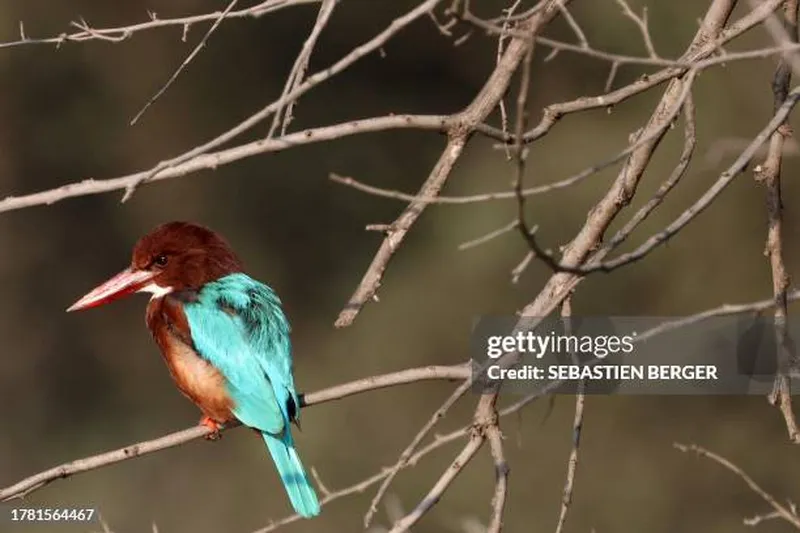 Image Sariska National Park - Tiger Reserve image beautiful image beautiful image beautiful image beautiful image beautiful image beautiful image beautiful image beautiful - 1,077 Tree Kingfisher Stock Photos, High-Res Pictures, and Images ...