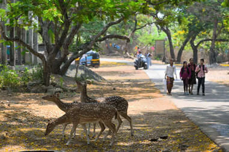 Image Shivaji Park - Historical Park image beautiful image beautiful image beautiful - Best Things to Do in Mumbai, India When Visiting - Thrillist