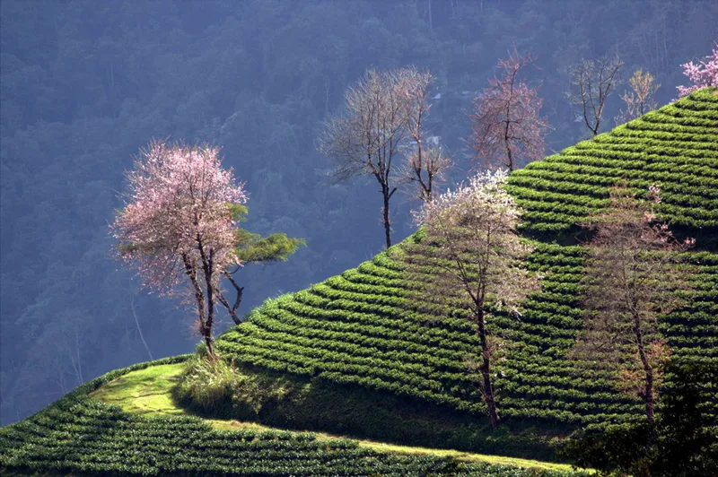 Image Sikkim - Land of Monasteries image beautiful image beautiful image beautiful - Sikkim- The land of fascination, beauty and romance