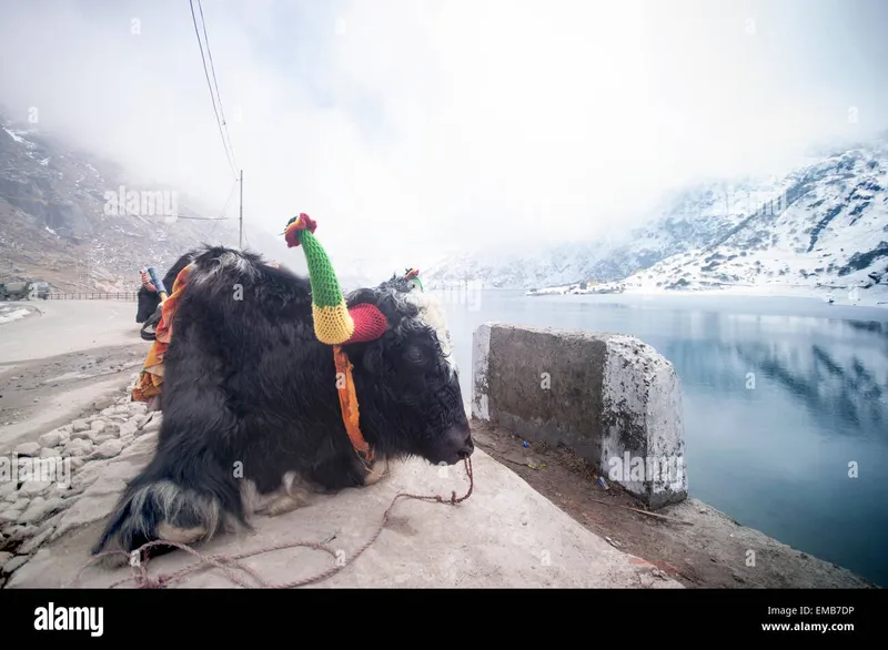 Image Sikkim - Tsomgo Lake image beautiful - Beautiful yak at Tsomgo Lake Stock Photo - Alamy