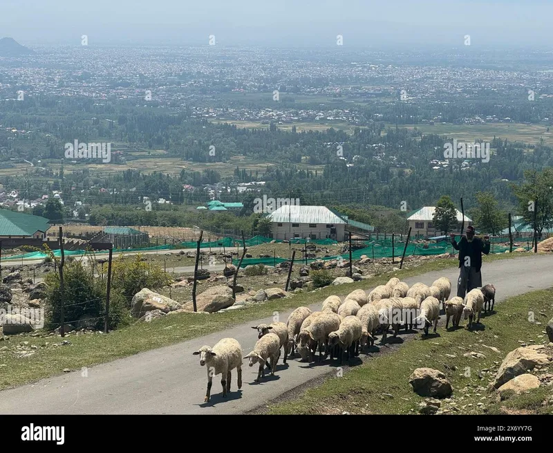 Image Srinagar - City of Gardens image beautiful image beautiful image beautiful image beautiful image beautiful - Pahalgam, jammu and kashmir, india hi-res stock photography and ...