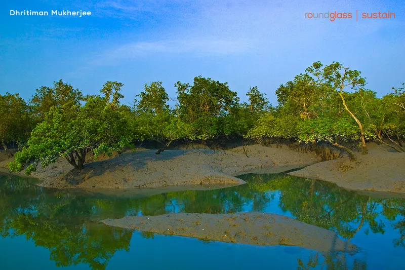 Image Sundarbans - Mangrove Forest image beautiful - Photographing the 'Beautiful Forest'