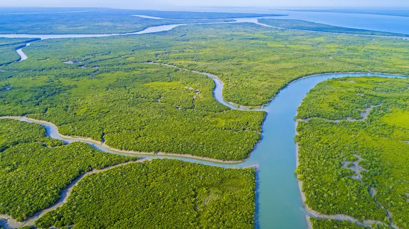 Image Sundarbans - Mangrove Forest image beautiful - Photographing the 'Beautiful Forest'