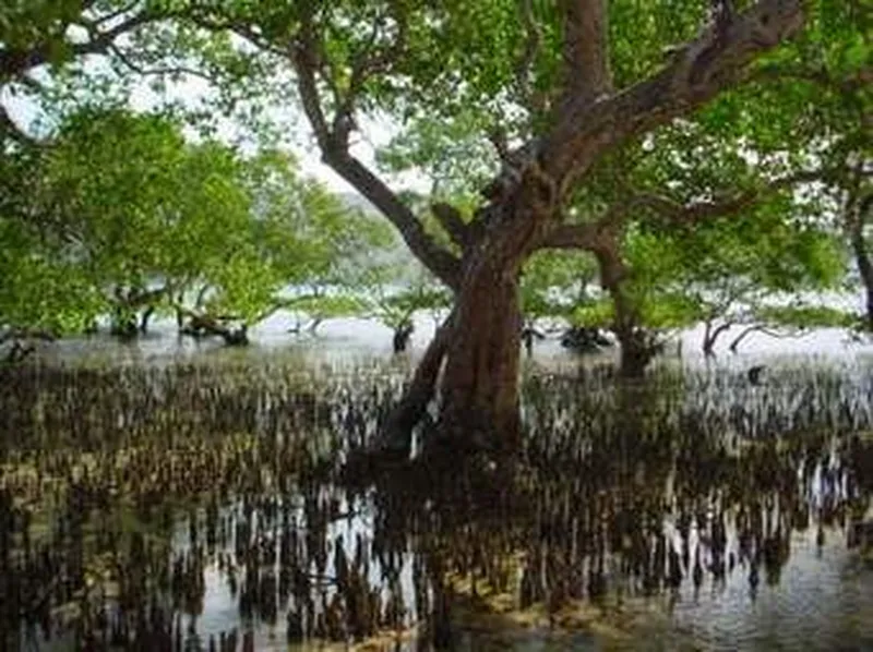 Image Sundarbans - Mangrove Forest image beautiful - Sundarban Bangladesh