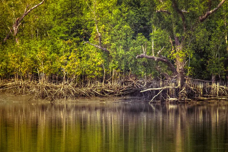 Image Sundarbans - Mangrove Forest image beautiful - Sundarbans National Park – A largest Tranquil Mangrove Forest Of ...