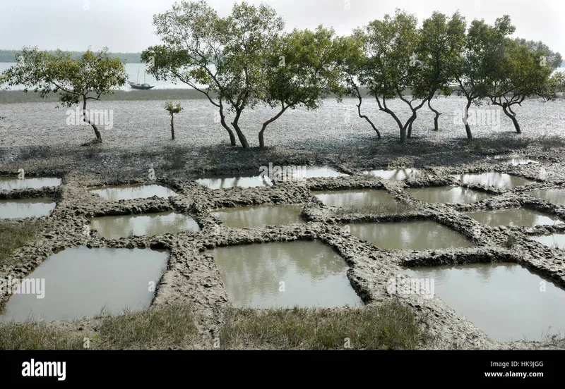 Image Sundarbans - Mangrove Forest image beautiful - A beautiful view of a mangrove forest in Sundarban.area at West ...