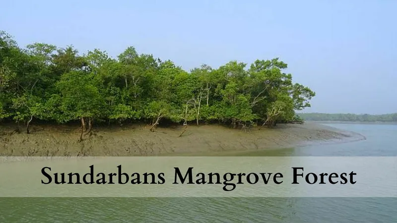 97+ most beautiful images in Sundarbans – Mangrove Forest India