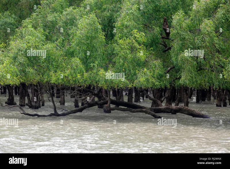 Image Sundarbans - Mangrove Forest image beautiful image beautiful - View of the Sundarbans mangrove forest during high tide ...