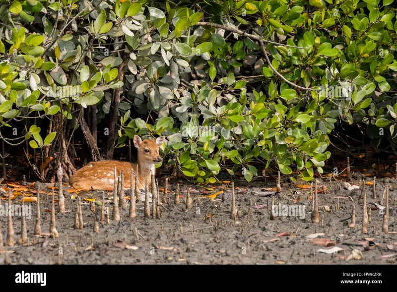 Image Sundarbans - Mangrove Forest image beautiful image beautiful - Bangladesh, The Sundarbans (