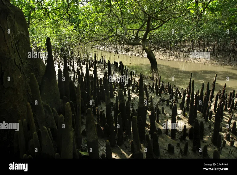 Image Sundarbans - Mangrove Forest image beautiful image beautiful - Aerial roots (pneumatophores) of mangrove trees, in the Sundarbans ...