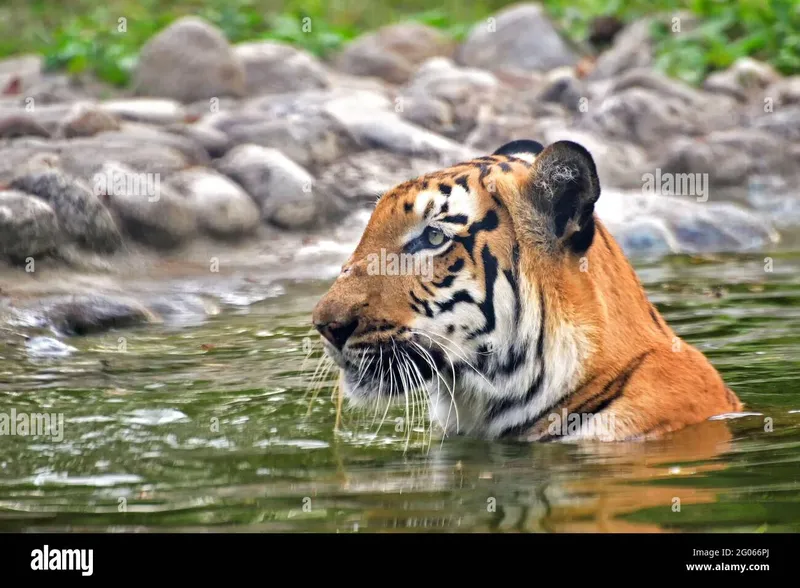 Image Sundarbans - Mangrove Forest image beautiful image beautiful - Beautiful Royal Bengal Tiger , Panthera Tigris, bathing in water ...