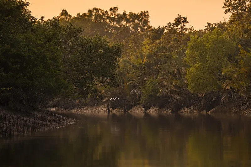 Image Sundarbans - Mangrove Forest image beautiful image beautiful - Sunset Beauty of Sundarban | Sundarban is one of most natura… | Flickr