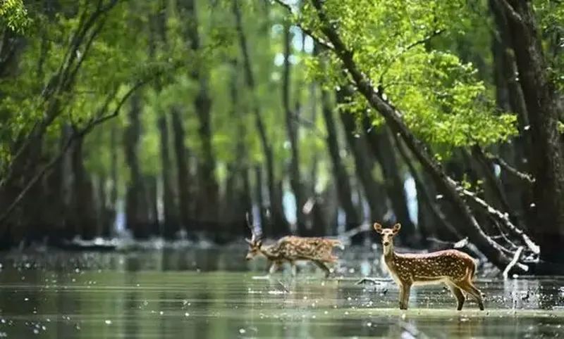 Image Sundarbans - Mangrove Forest image beautiful image beautiful - From Everest to the Sea, Part 2: The “Beautiful Forest” – Flight ...