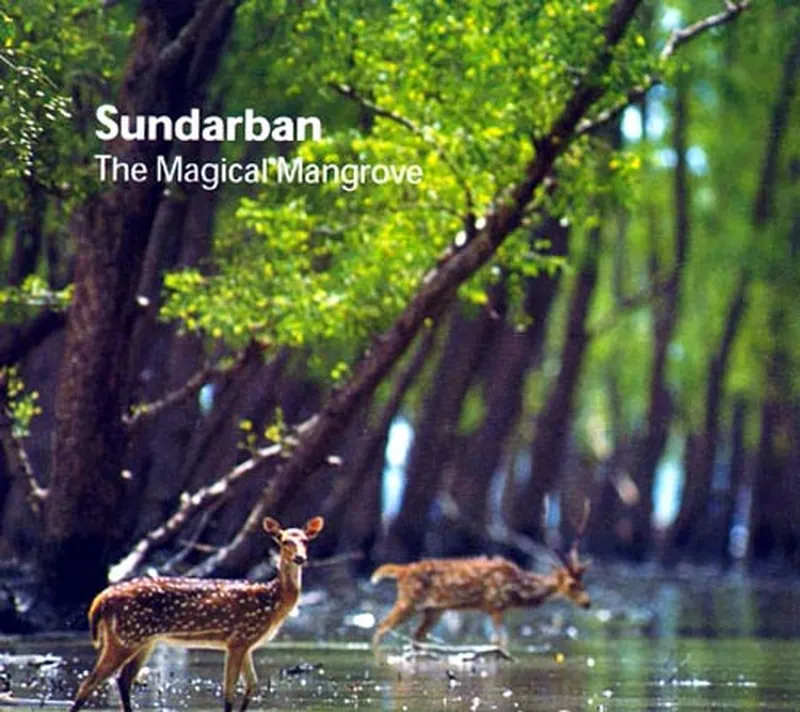 Image Sundarbans - Mangrove Forest image beautiful image beautiful image beautiful - SUNDARBAN-ROYAL BENGAL TIGER AND MANGROVE FOREST | PLACES OF ...