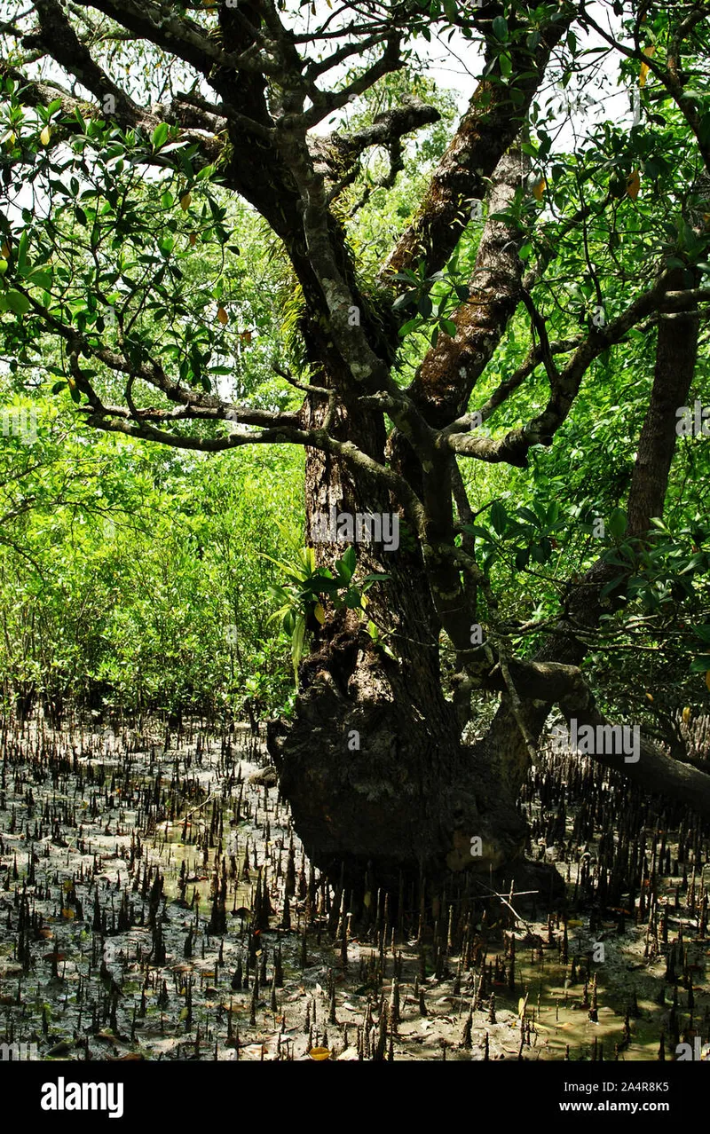 Image Sundarbans - Mangrove Forest image beautiful image beautiful image beautiful image beautiful - Aerial roots (pneumatophores) of mangrove trees, in the Sundarbans ...