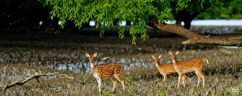 Image Sundarbans - Mangrove Forest image beautiful image beautiful image beautiful image beautiful - Sundarbans Forest | Tours and Trips Bangladesh | ToursnTripsBD