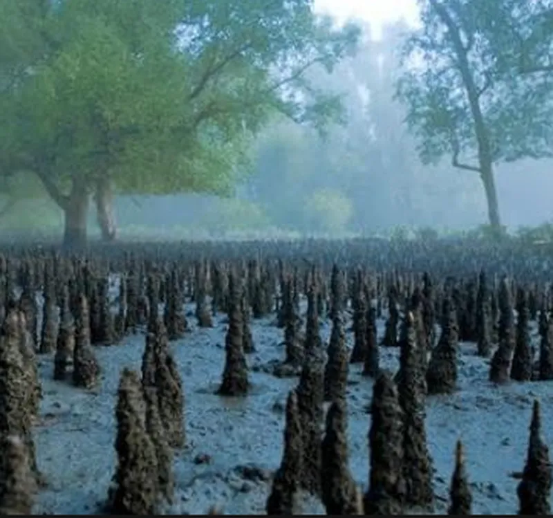 Image Sundarbans - Mangrove Forest image beautiful image beautiful image beautiful image beautiful - Beautiful Bangladesh: Sundarban, A Beauty of Bangladesh