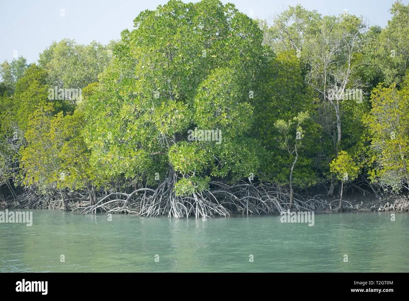 Image Sundarbans - Mangrove Forest image beautiful image beautiful image beautiful image beautiful - Beautiful view of Mangrove trees in delta of Sundarban Stock Photo ...