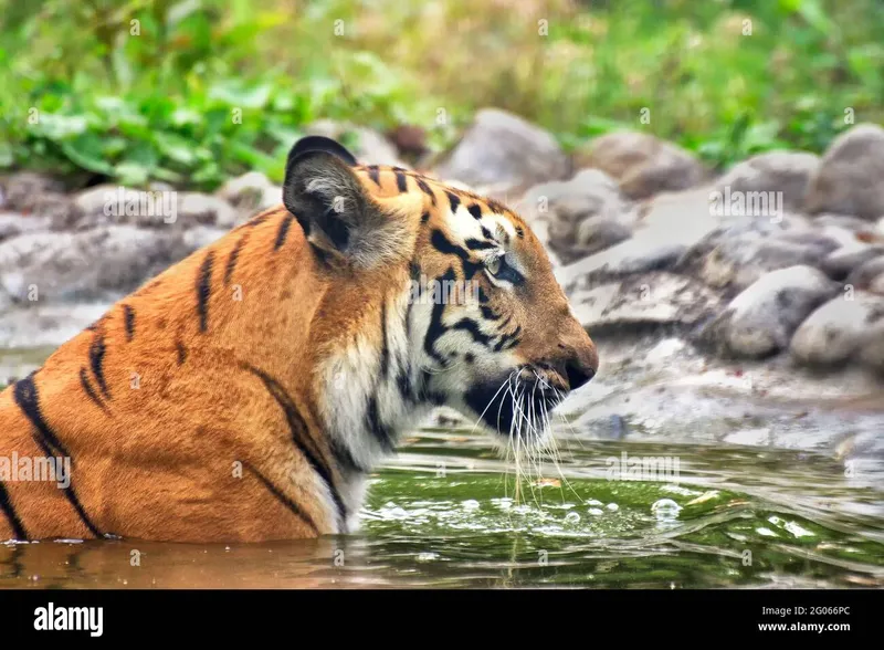 Image Sundarbans - Mangrove Forest image beautiful image beautiful image beautiful image beautiful - Beautiful Royal Bengal Tiger , Panthera Tigris, bathing in water ...