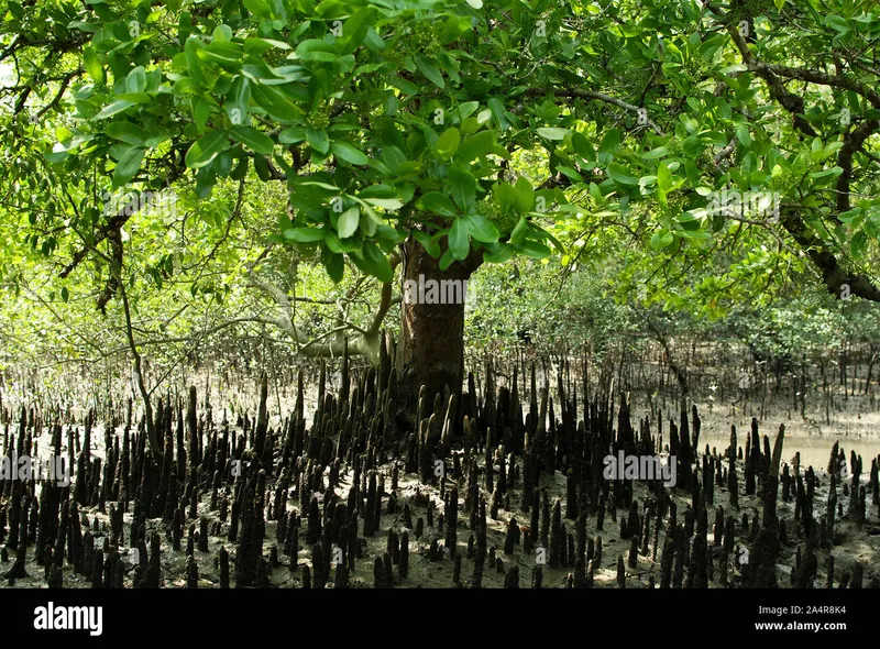 Image Sundarbans - Mangrove Forest image beautiful image beautiful image beautiful image beautiful - Aerial roots (pneumatophores) of mangrove trees, in the Sundarbans ...