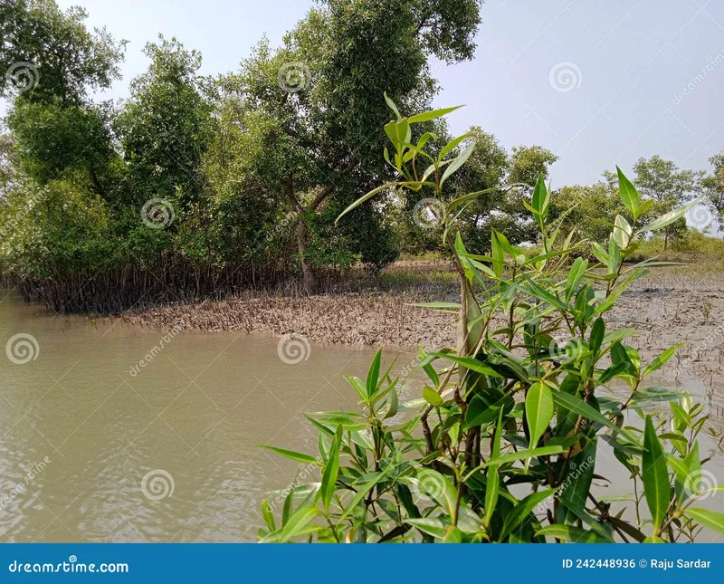 Image Sundarbans - Mangrove Forest image beautiful image beautiful image beautiful image beautiful image beautiful - Sundarban Mangrove Forest in India Stock Photo - Image of ...