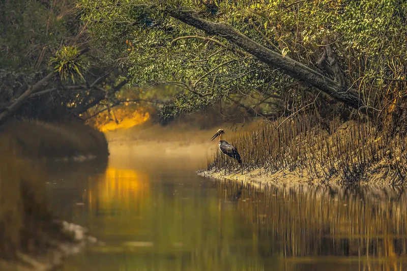 Image Sundarbans - Mangrove Forest image beautiful image beautiful image beautiful image beautiful image beautiful - Beauty of Sundarban | Boy and girl birds, look almost the sa… | Flickr